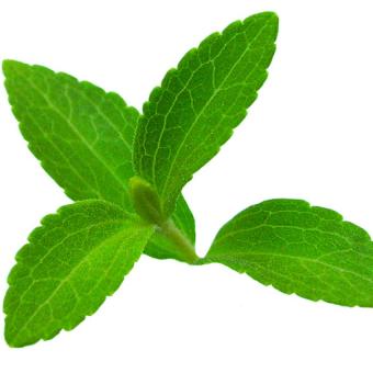 bibit bunga benih daun stevia manis lazada indonesia bibit bunga benih daun stevia manis lazada indonesia