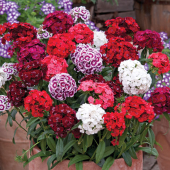 amefurashi bibit benih bunga carnation dianthus wee willie amefurashi bibit benih bunga carnation dianthus wee willie