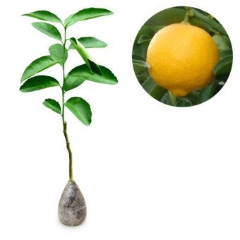 kebunbibit tanaman buah jeruk nipis manis 40cm lazada indonesia kebunbibit tanaman buah jeruk nipis manis 40cm lazada indonesia
