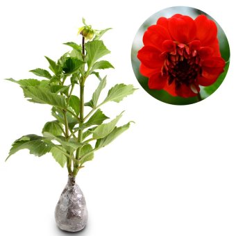 kebunbibit tanaman hias bunga dahlia merah lazada indonesia kebunbibit tanaman hias bunga dahlia merah lazada indonesia