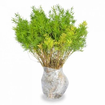 kebunbibit tanaman hias daun asparagus aethiopicus lazada indonesia kebunbibit tanaman hias daun asparagus aethiopicus lazada indonesia