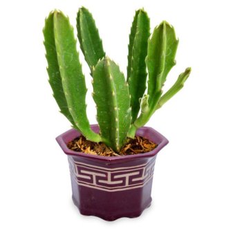 Kebunbibit Tanaman Kaktus Finger Cactus | Lazada Indonesia