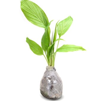 kebunbibit tanaman obat temu mangga lazada indonesia kebunbibit tanaman obat temu mangga lazada indonesia