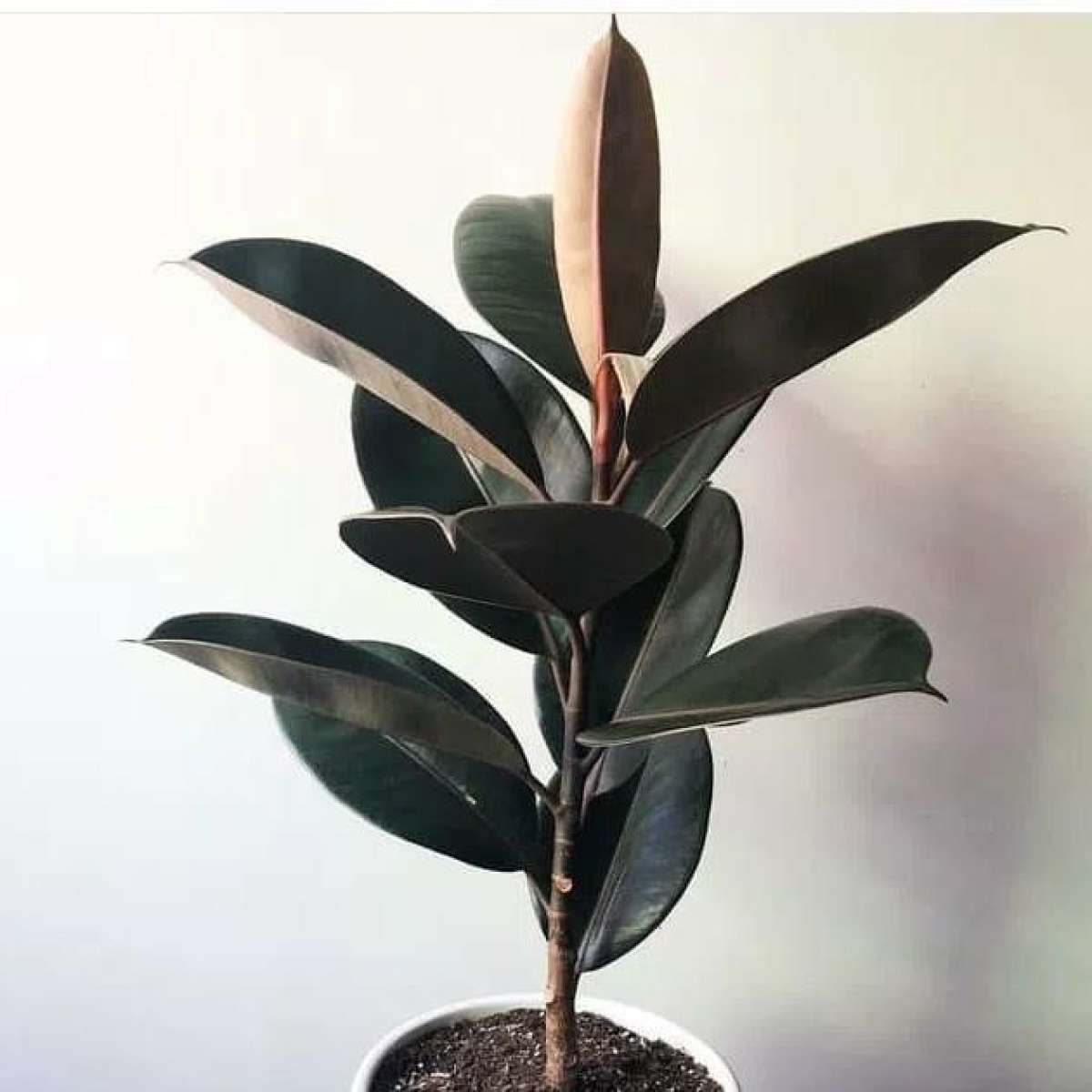 фикус каучуконосный эластика. фикусы зимой. фикус бенджамина каучуконосный. фикус бенджамина саманта. фикусы зимой.