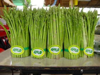 Amefurashi Benih Sayur Asparagus Juli 2019 - 3 Amefurashi Benih Sayur Asparagus - 3