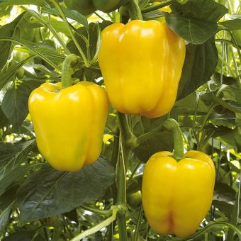 Amefurashi Benih Sayur Paprika Sunbright Juli 2019 - 2 Amefurashi Benih Sayur Paprika Sunbright - 2