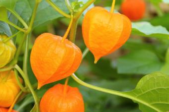 berisi 5 biji benih buah ciplukan kuning jumbo import