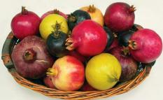 berisi 5 biji benih buah delima import mix