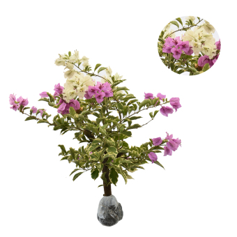 Bibit Tanaman Bougenville Ungu Putih | Lazada Indonesia