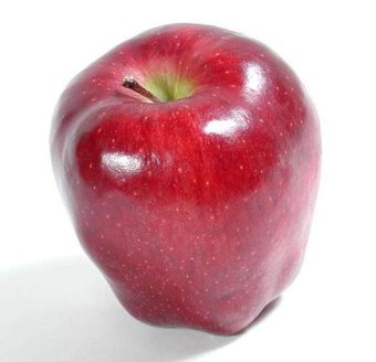 Biji Benih Buah Apel Washington Berisi 4 Butir