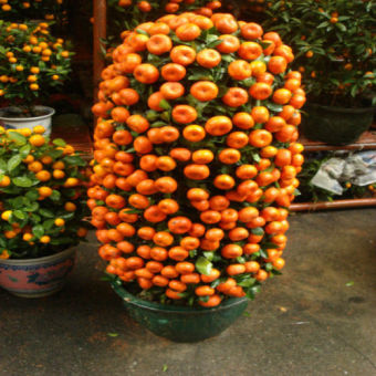 Victory Seed Biji Benih Bonsai Buah Jeruk Manis Berisi 15