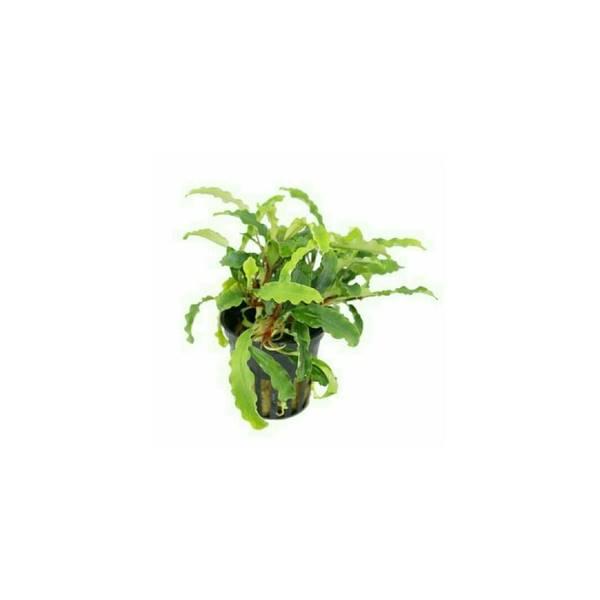 Bucephalandra Motleyana Melawi - Tanaman Aquascape / Borneo Plant
