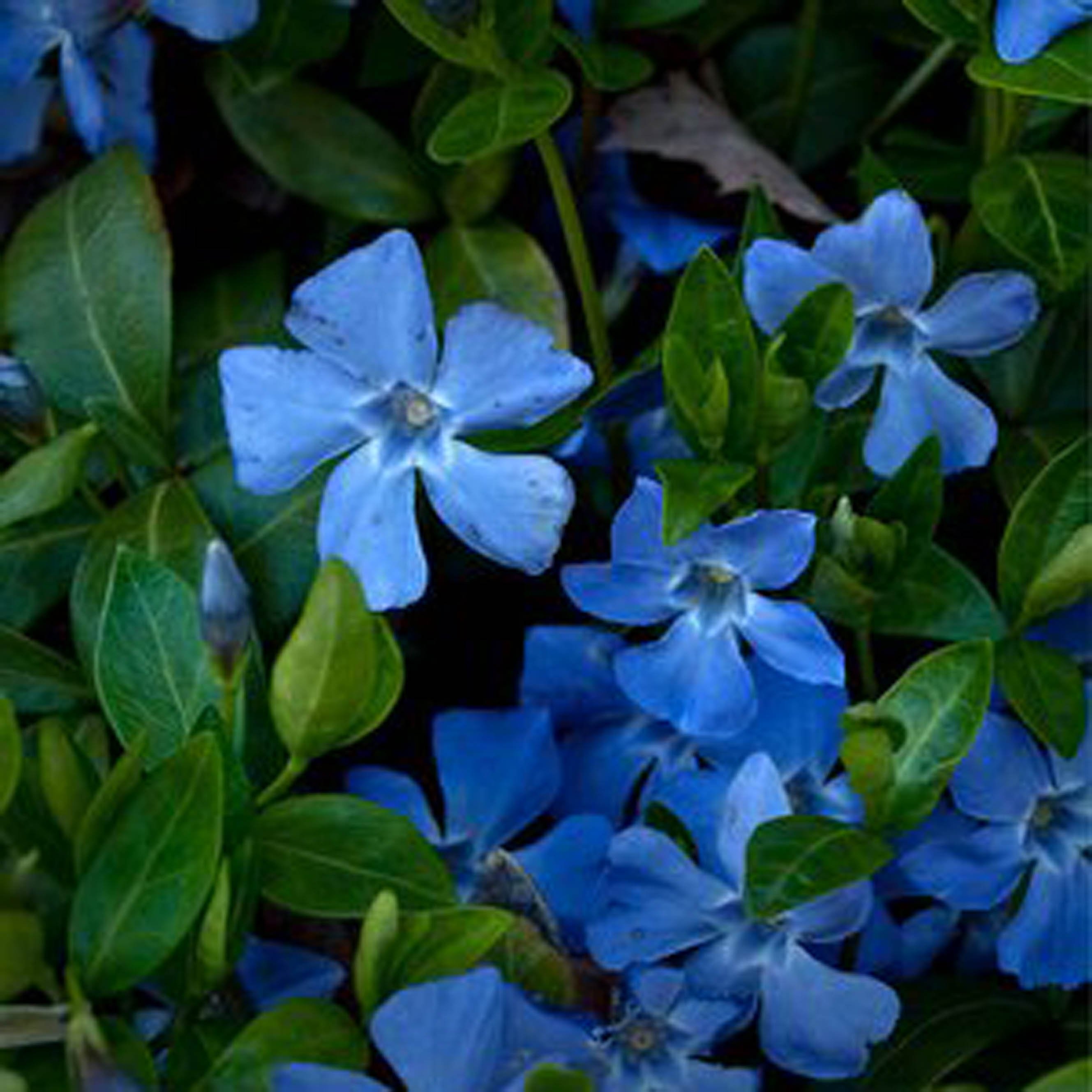 Vinca blue rose