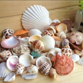 Gambar Bluelans(R) 100g Mixed Sea Beach Shells Crafts Seashells Aquarium Decor Photo Props   intl