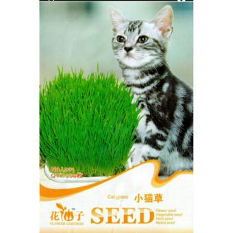 Gambar Cat Grass Seeds   Bibit Rumput makanan Kucing   200 biji
