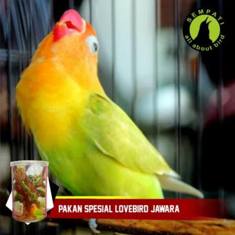 Spek Harga Leopard Platinum Makanan Burung Love Bird Terbaru Source · Top Fighter Lovebird Sempati Pakan